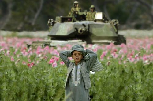A picture named afghanpoppies.jpg
